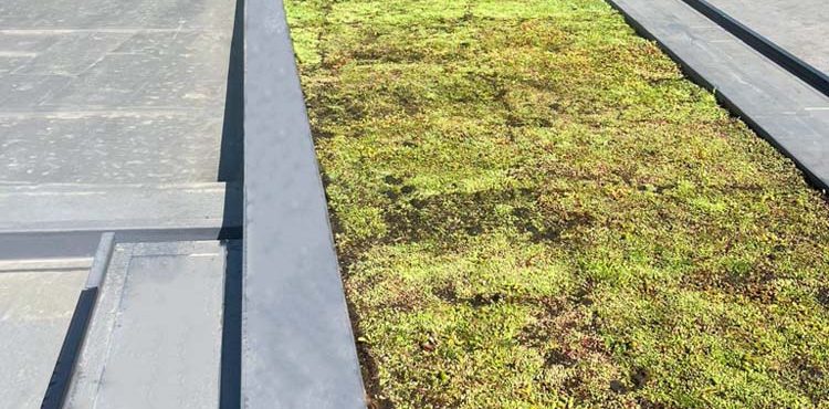 Green Roofs South East – sedum roof with single ply trim detail and adjacent flat roof membrane