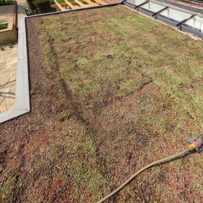 Green Roofs South East – newly installed sedum green roof with hose for watering on residential extension