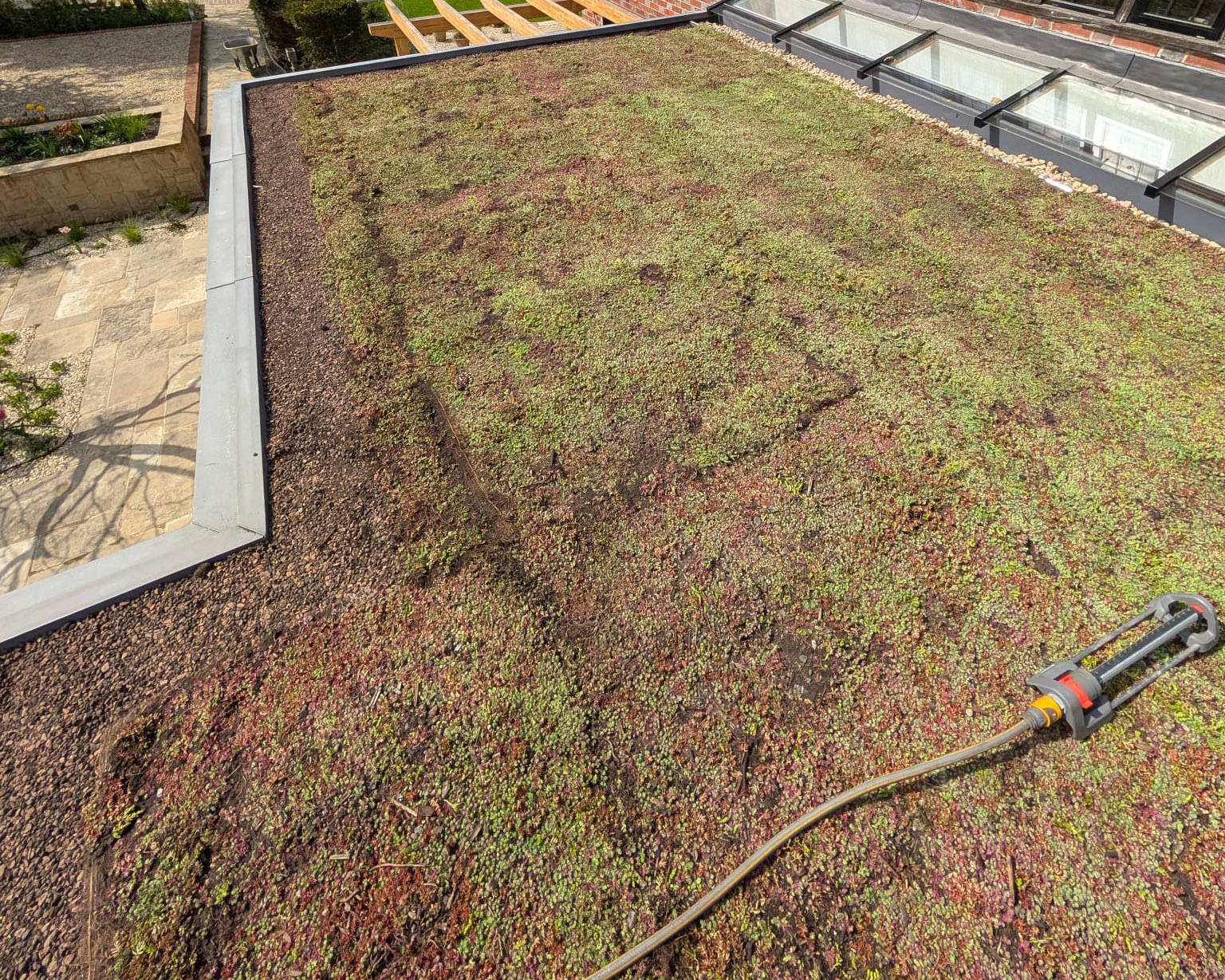 Green Roofs South East – newly installed sedum green roof with hose for watering on residential extension
