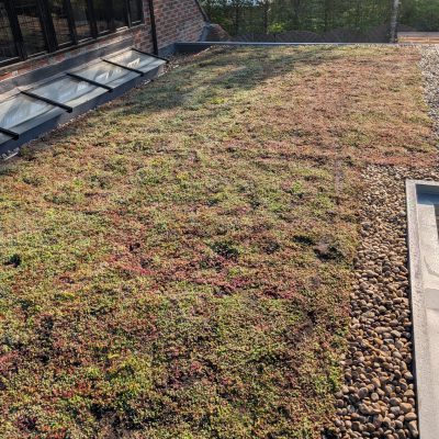 Green Roofs South East – extensive green roof on pitched residential extension with glazed rooflights
