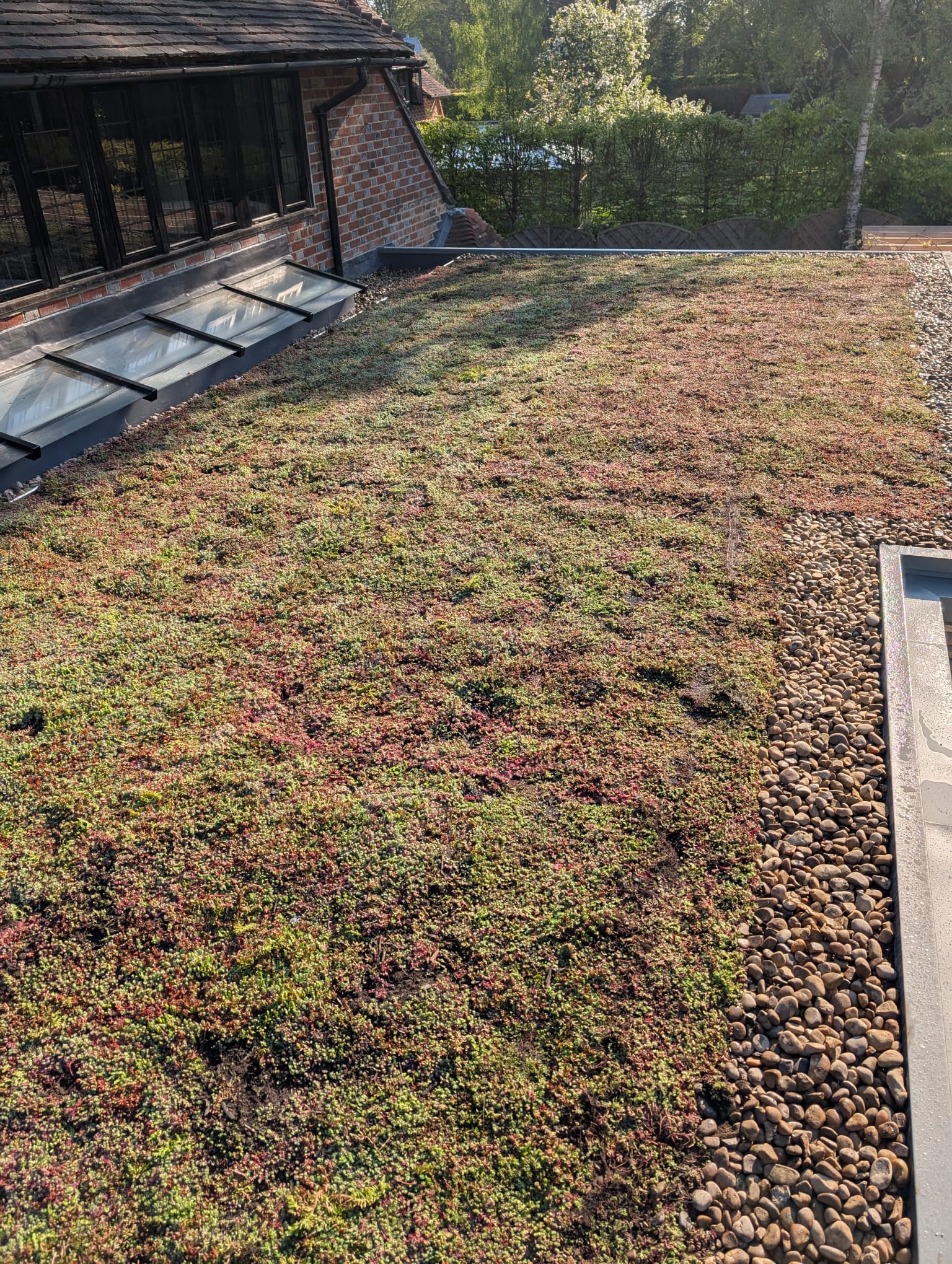 Green Roofs South East – extensive green roof on pitched residential extension with glazed rooflights