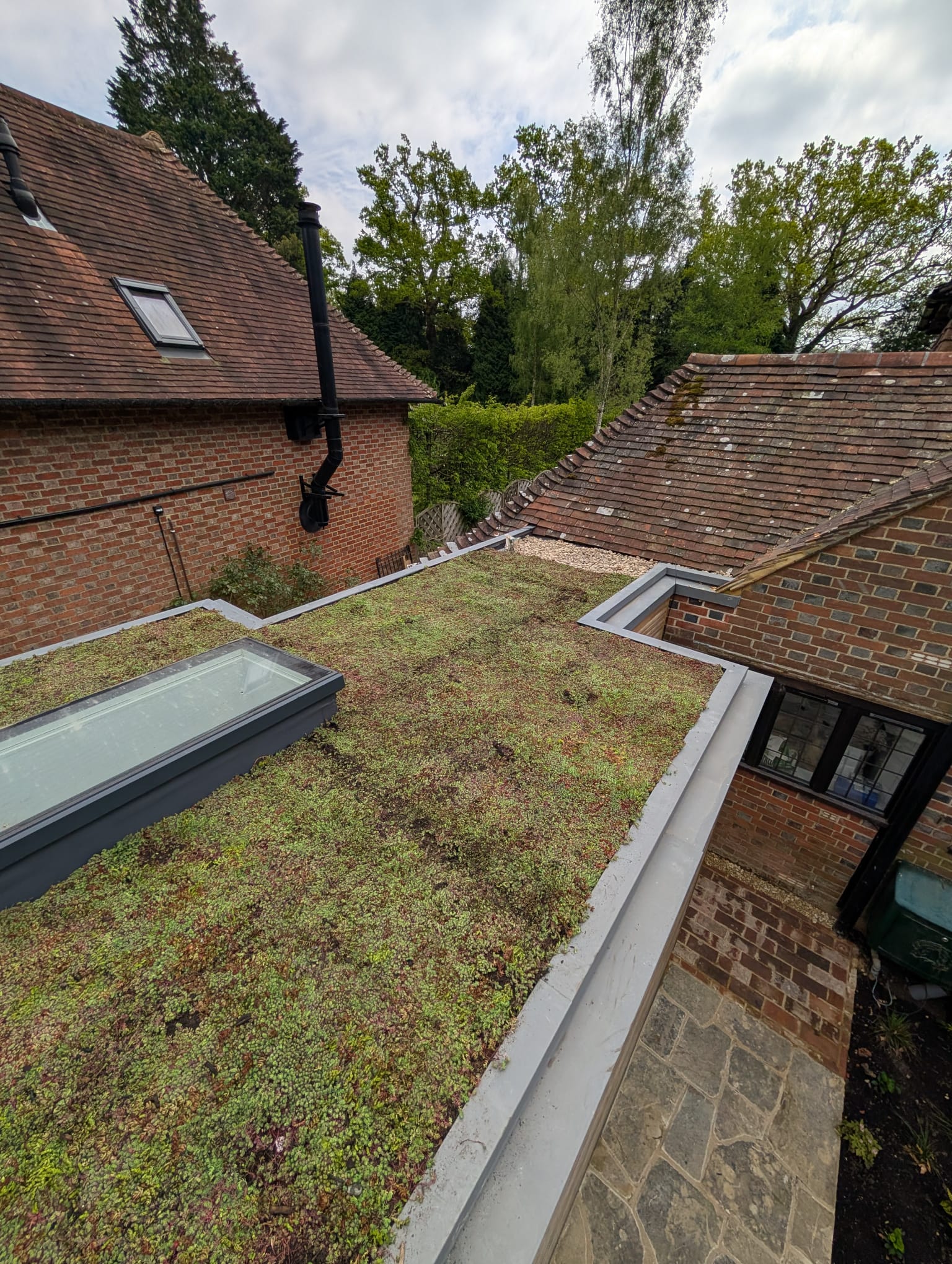 Green Roofs South East – residential sedum roof with skylight, surrounded by pitched clay tile roofs