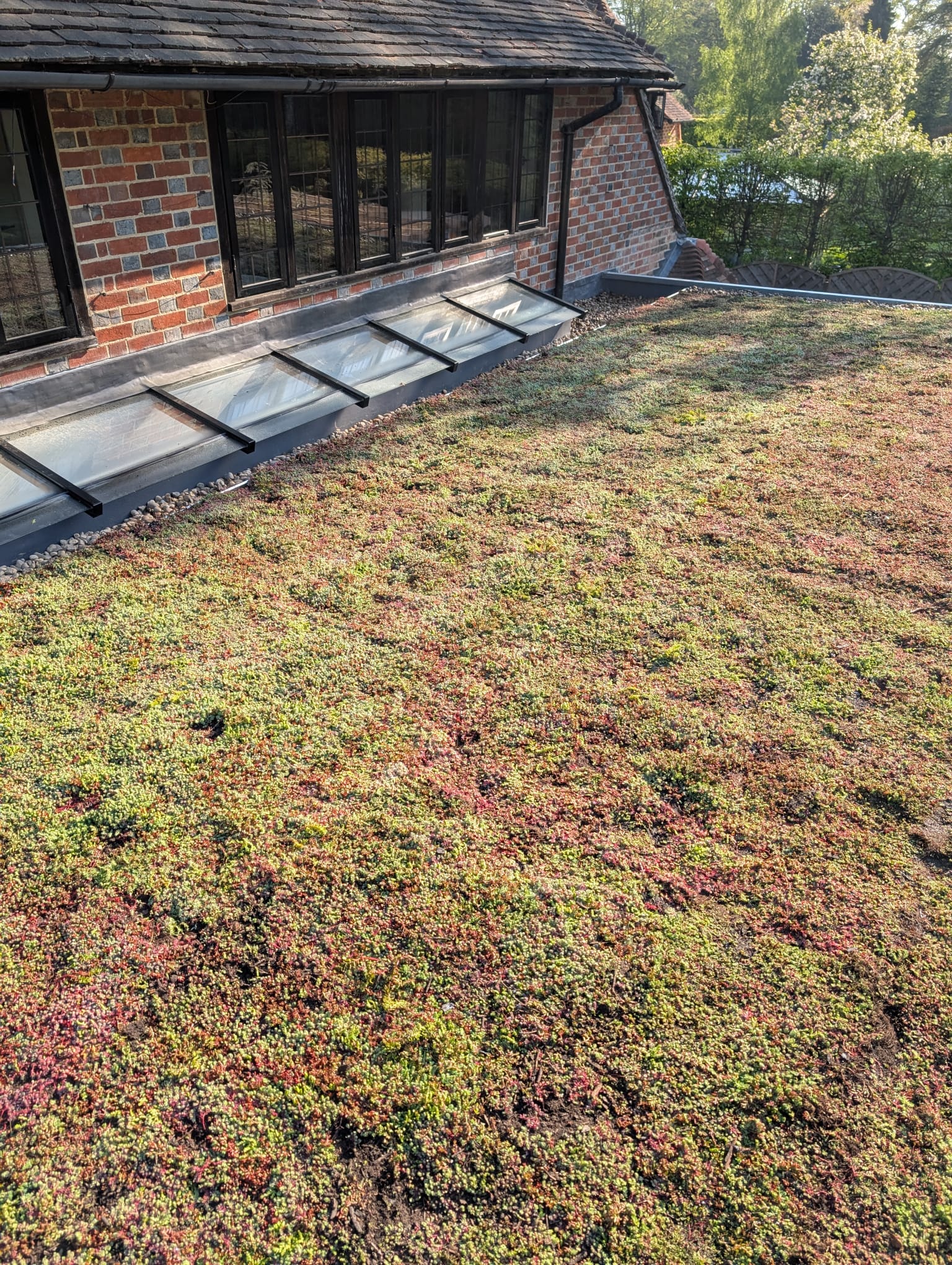 Green Roofs South East – close-up of mature green roof vegetation with gravel edge on rural property